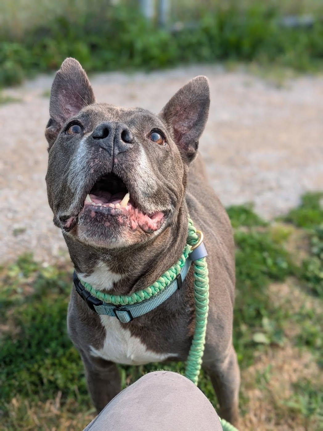 Enlarge Manny, a ADOPTABLE mixed breed in Cleveland, OH image 2/6