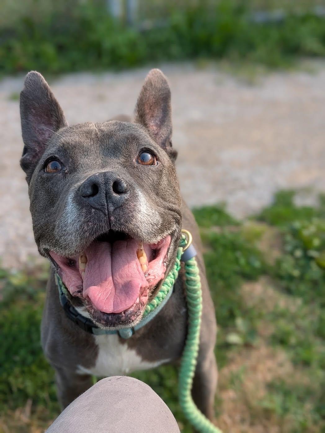 Manny, ADOPTABLE, Senior Male Pit Bull Terrier.