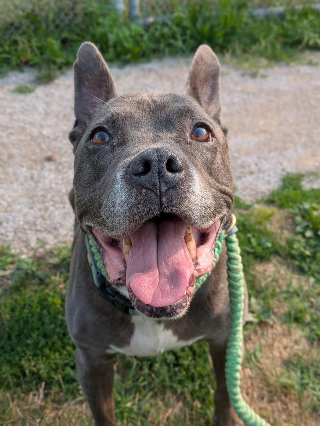 Enlarge Manny, a ADOPTABLE mixed breed in Cleveland, OH image 3/6
