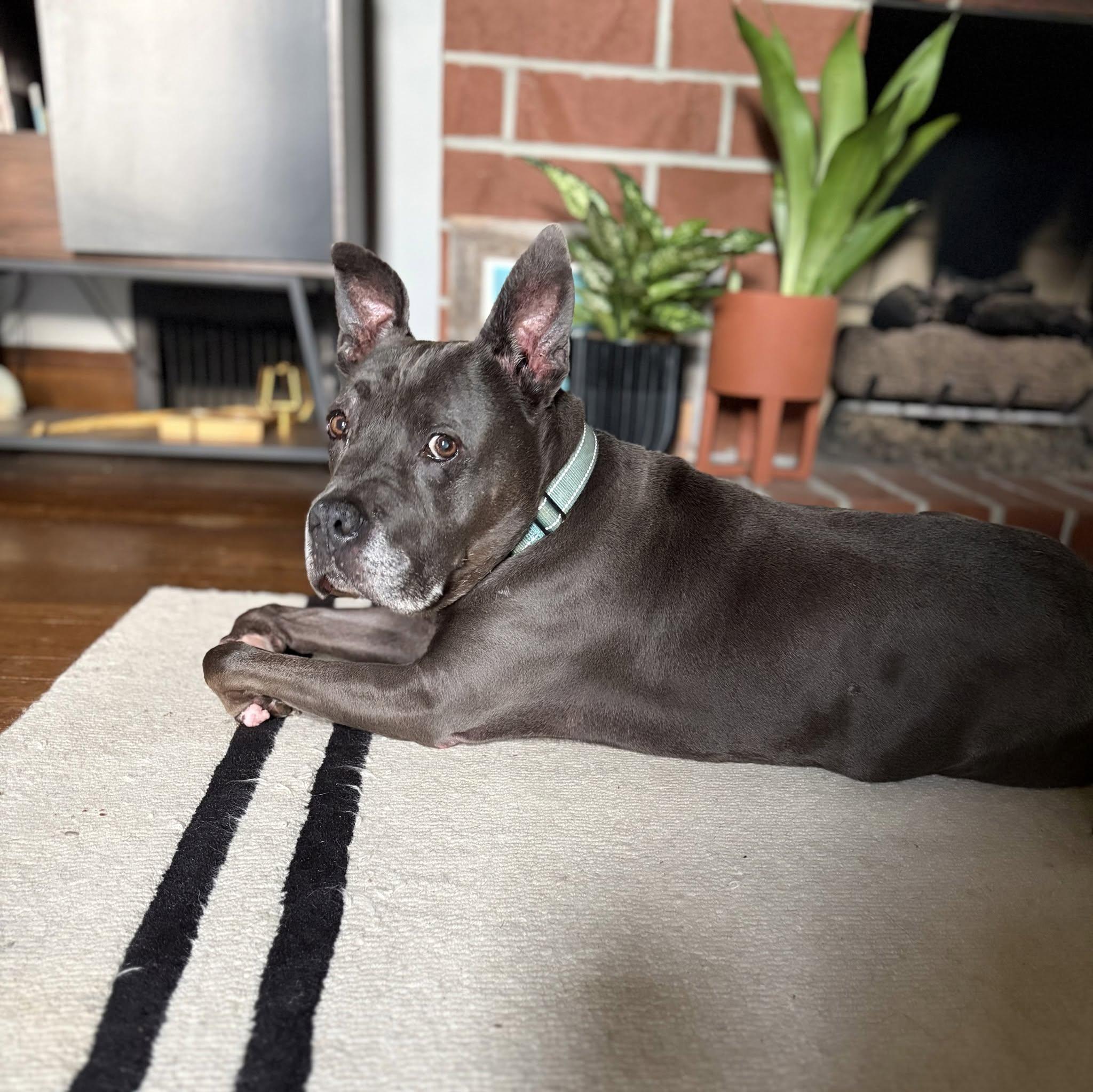 Enlarge Manny, a ADOPTABLE mixed breed in Cleveland, OH image 5/6