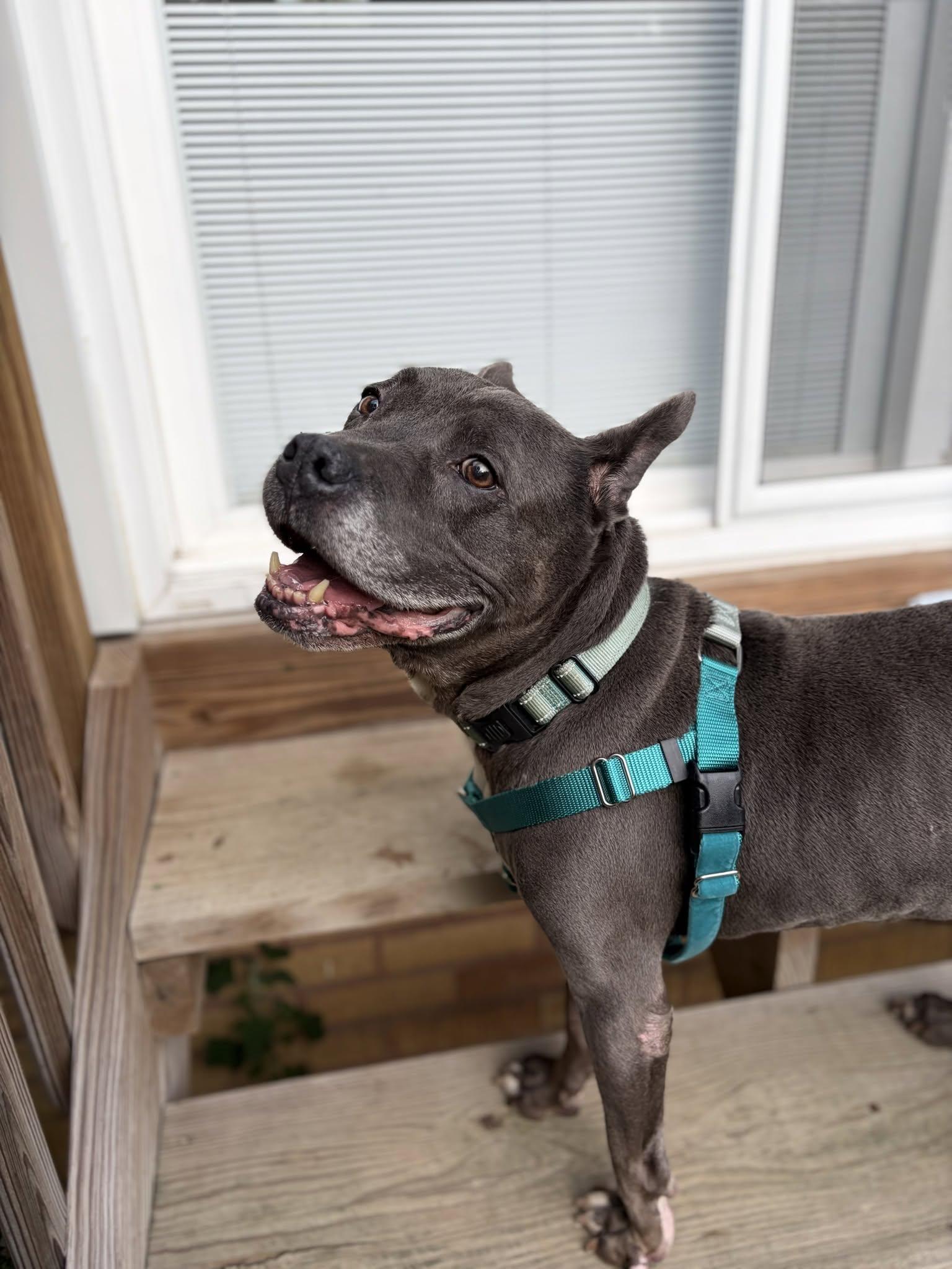 Enlarge Manny, a ADOPTABLE mixed breed in Cleveland, OH image 6/6