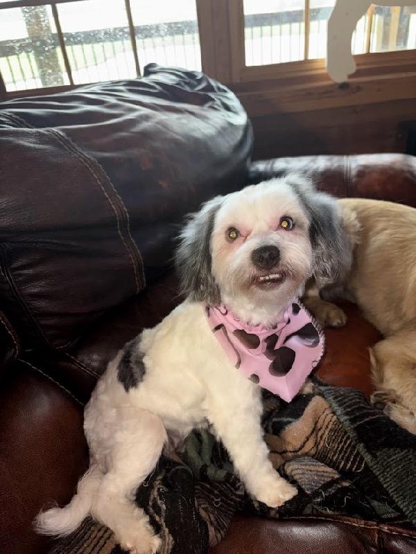 Enlarge Harriet, an adopted Havanese in Scottsburg, IN image 1/2