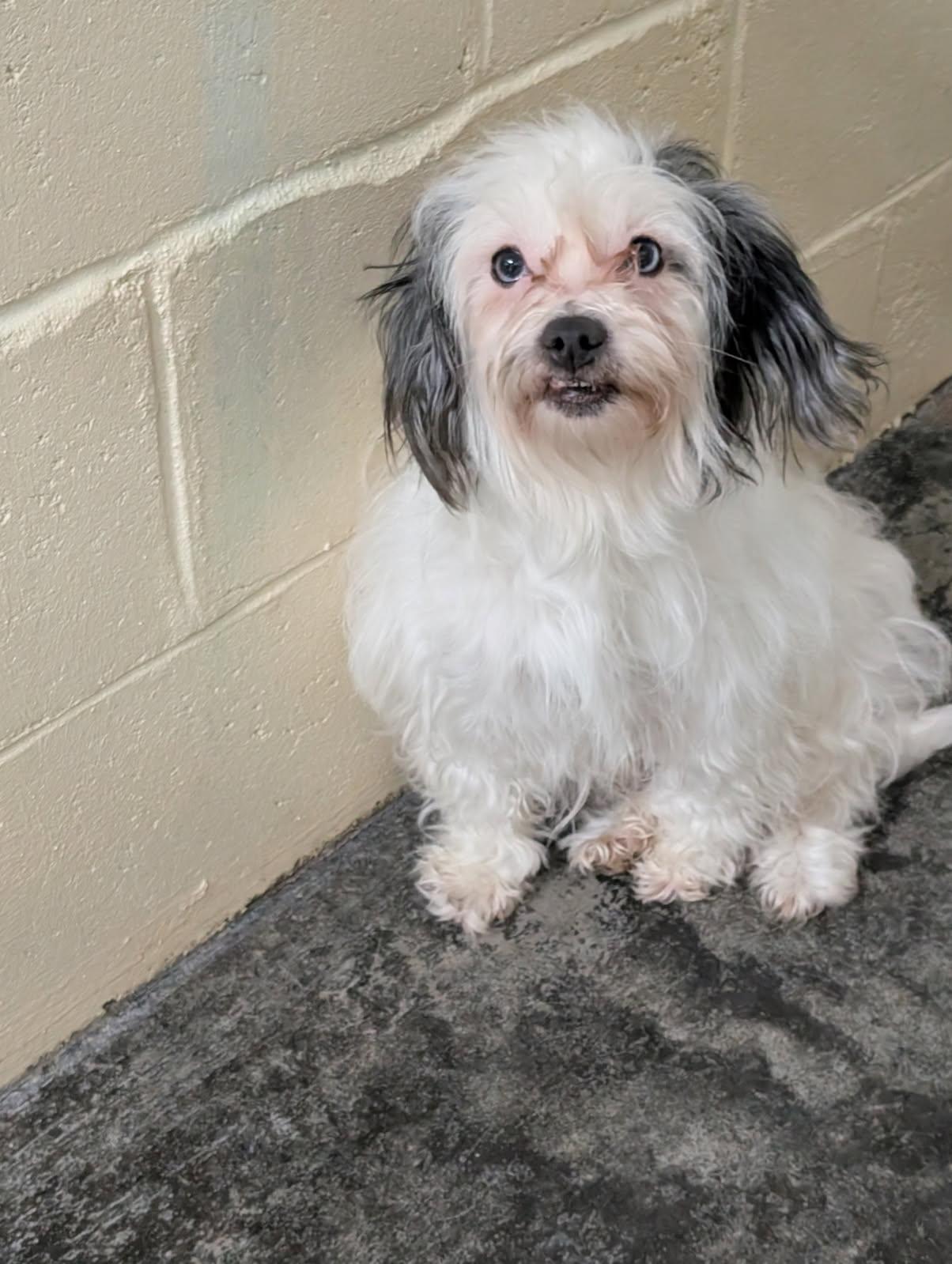 Enlarge Harriet, an adopted Havanese in Scottsburg, IN image 2/2