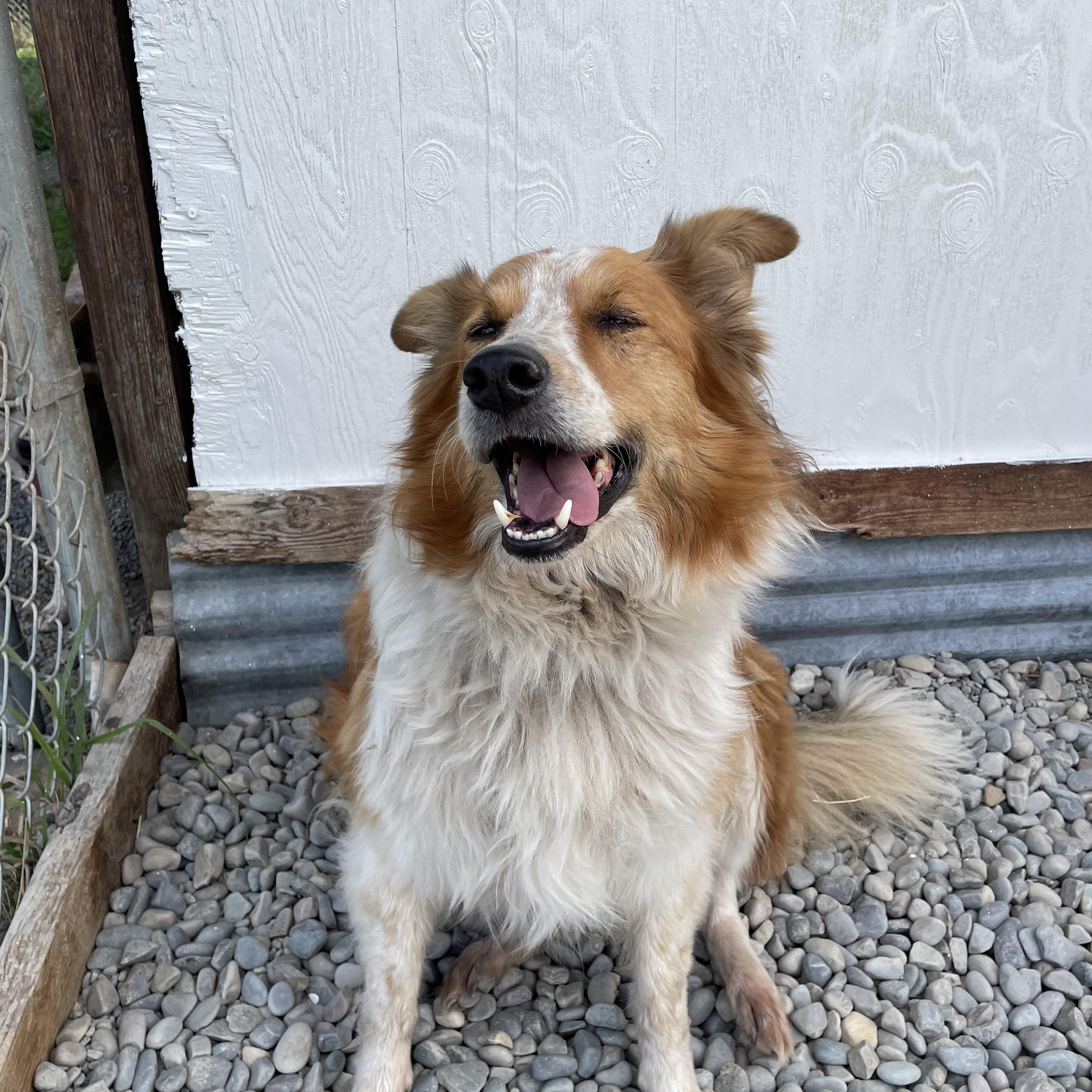 Enlarge Boo, a Adoptable mixed breed in Bonners Ferry, ID image 4/4