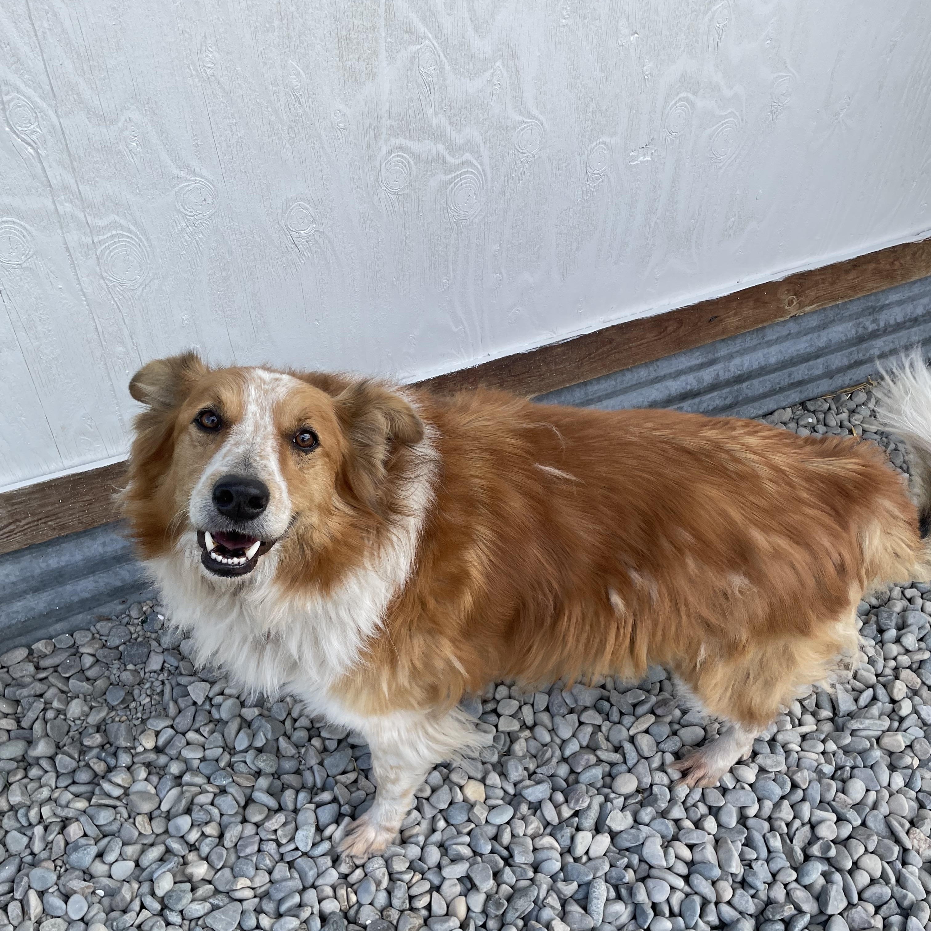 Enlarge Boo, a Adoptable mixed breed in Bonners Ferry, ID image 3/4