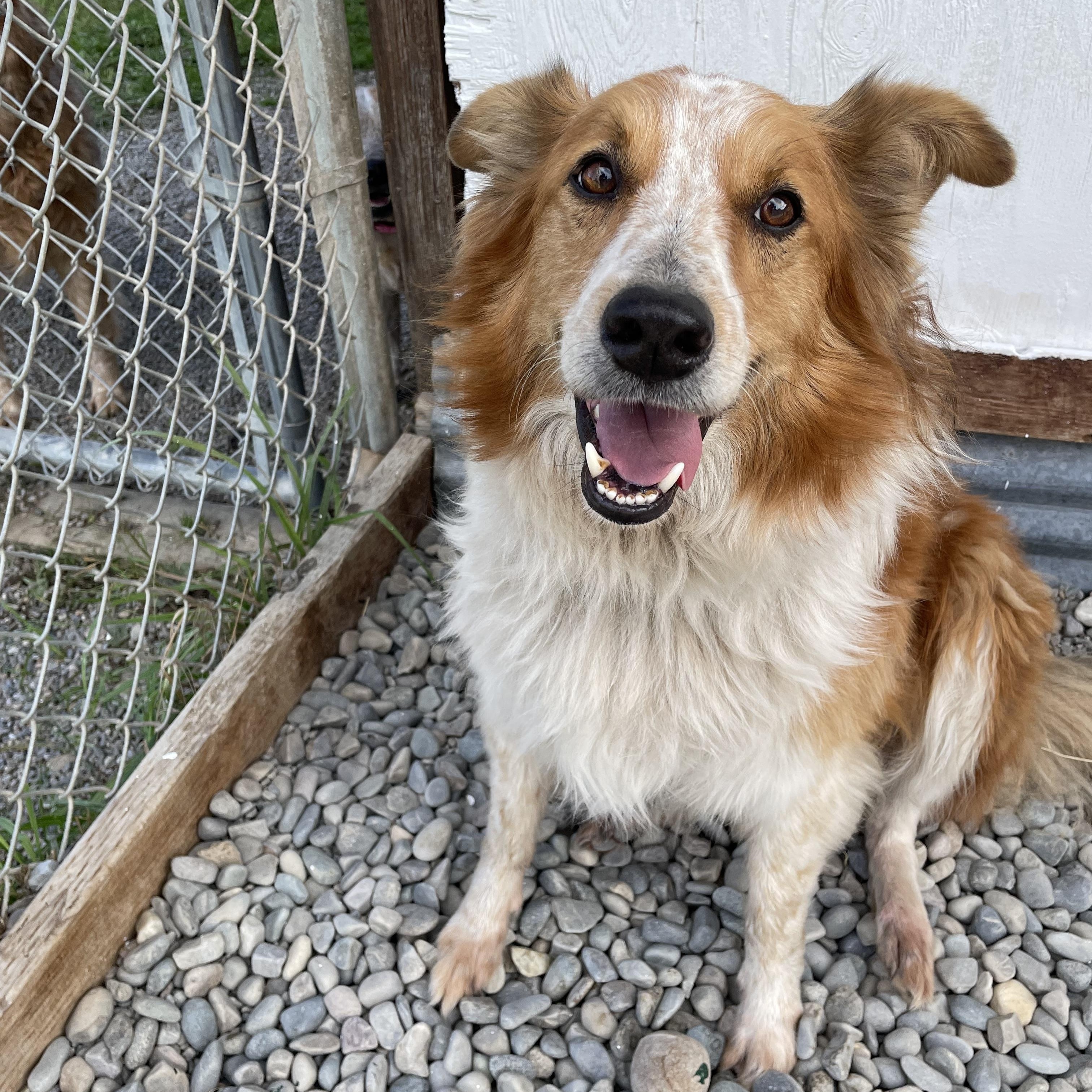 Enlarge Boo, a Adoptable mixed breed in Bonners Ferry, ID image 2/4