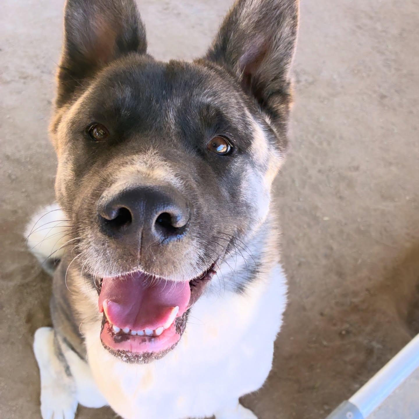 Provolone, Adoptable, Young Male Akita.