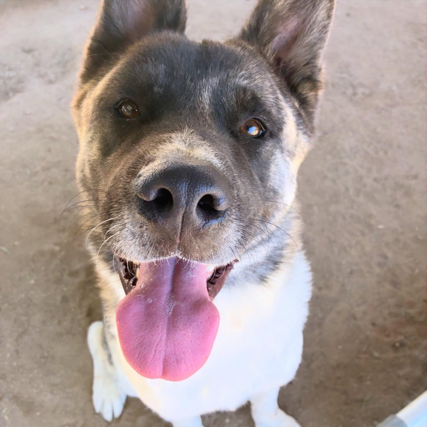 Enlarge Provolone, a Adoptable Akita in Romoland, CA image 2/3