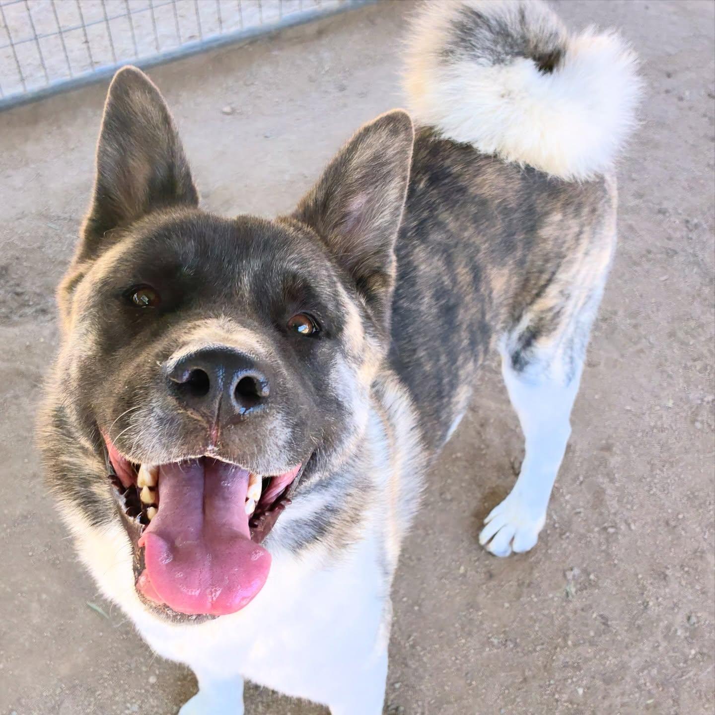 Enlarge Provolone, a Adoptable Akita in Romoland, CA image 3/3
