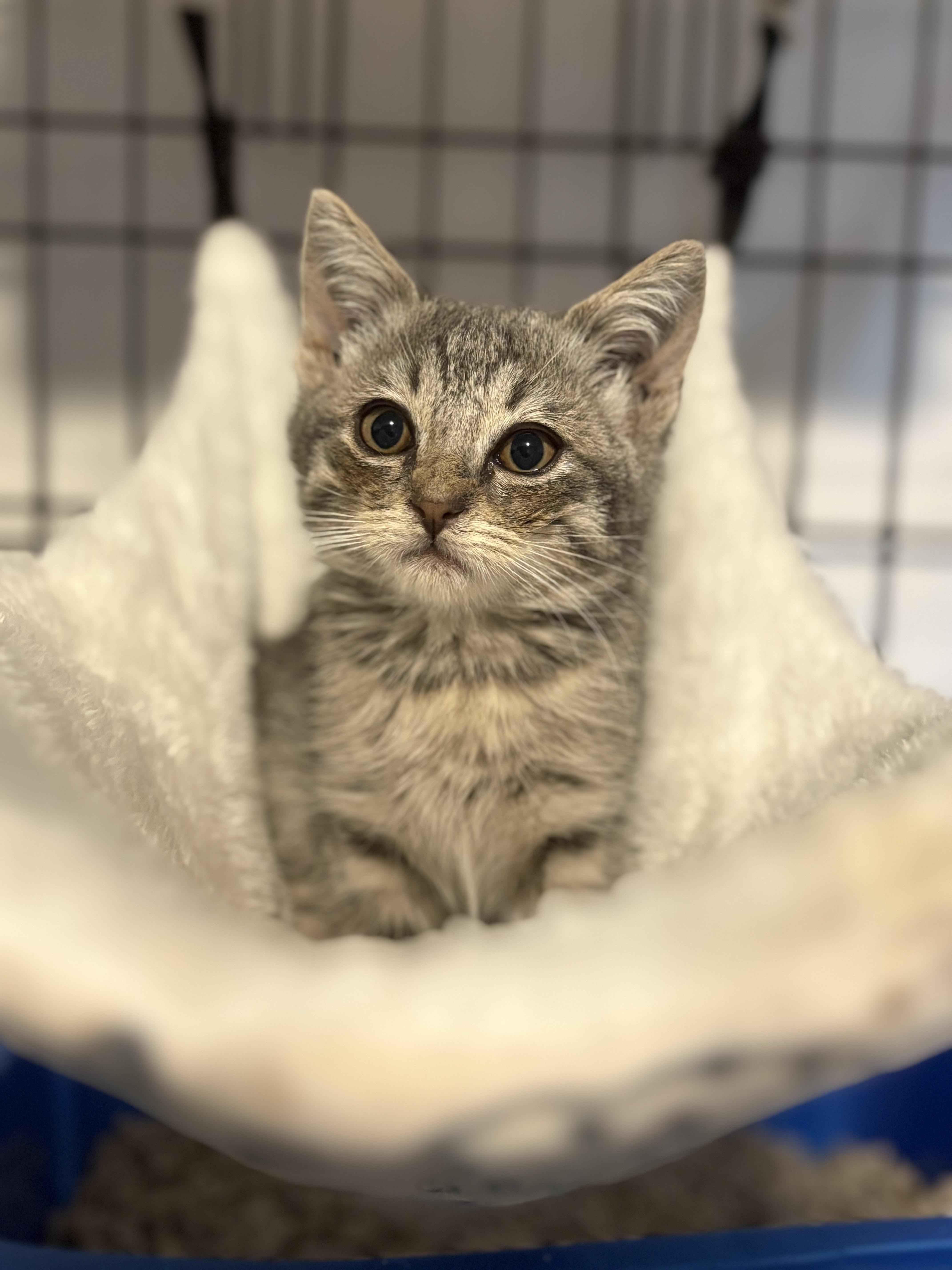 Enlarge Sally, a Adopted Domestic Short Hair in Long Beach, CA image 1/1