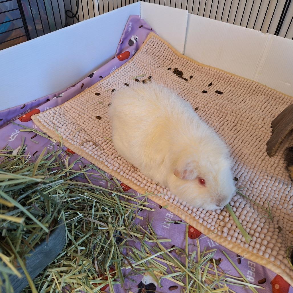 Enlarge Marshmallow, a Adoptable Teddy in Delaware, OH image 1/6