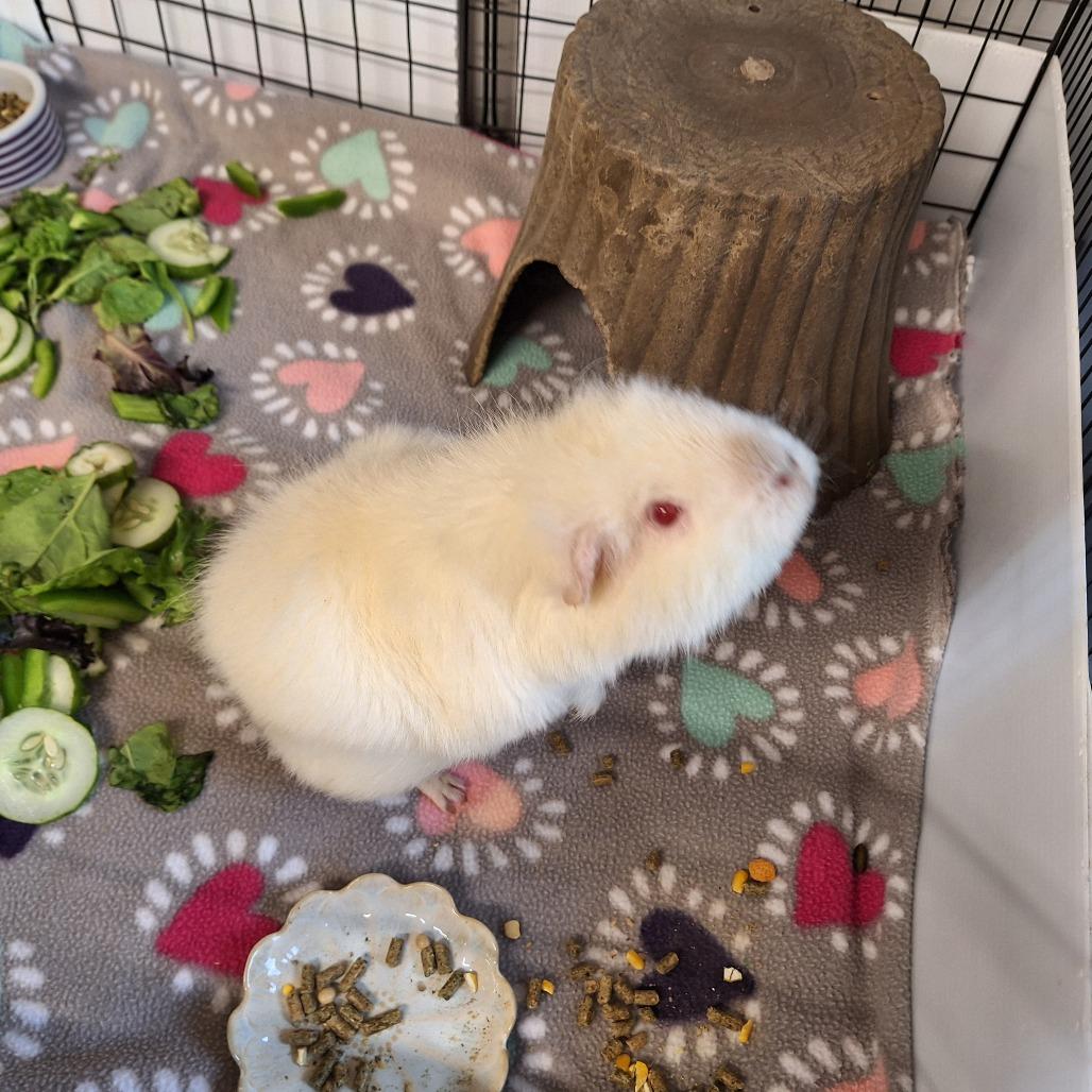 Enlarge Marshmallow, a Adoptable Teddy in Delaware, OH image 2/6