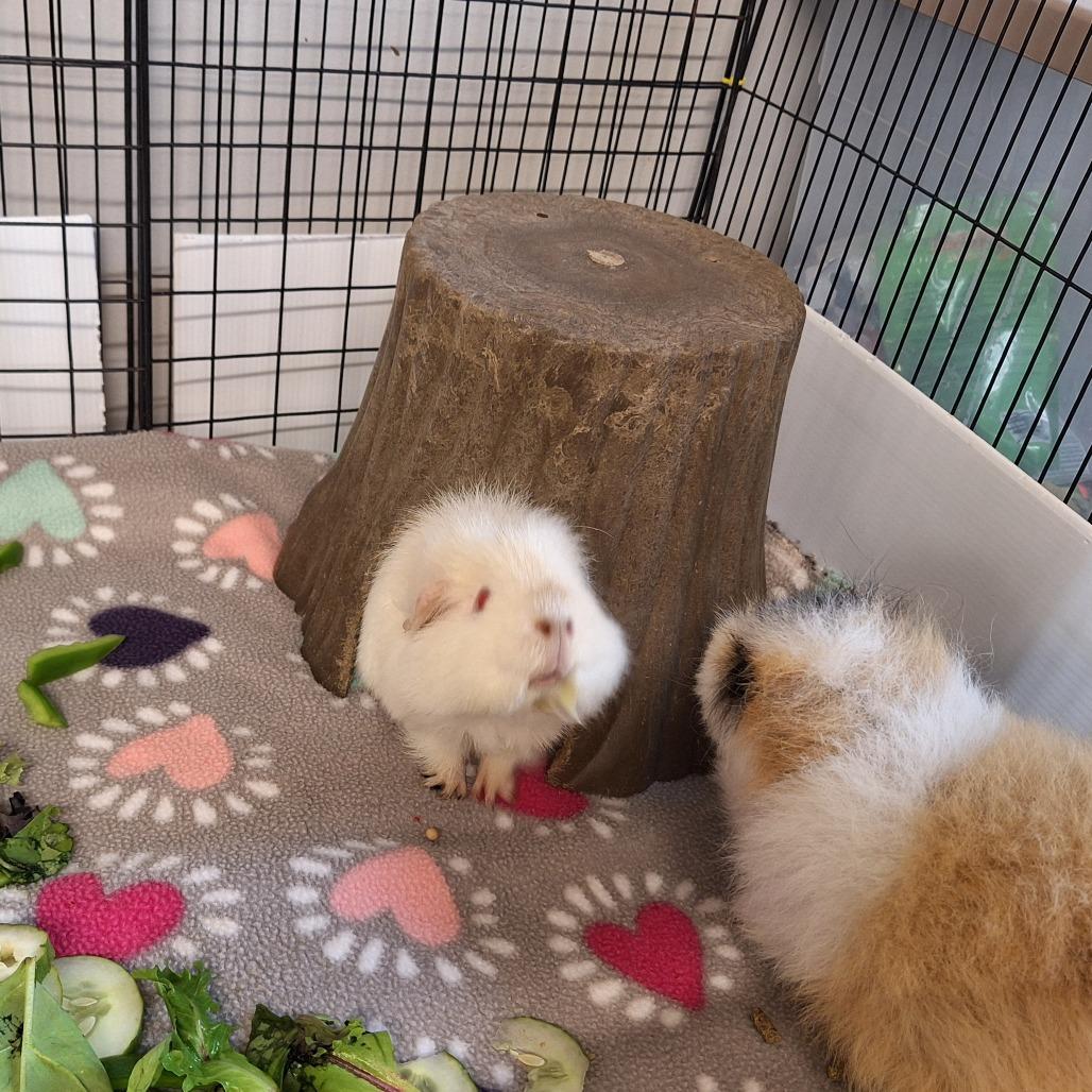 Enlarge Marshmallow, a Adoptable Teddy in Delaware, OH image 3/6