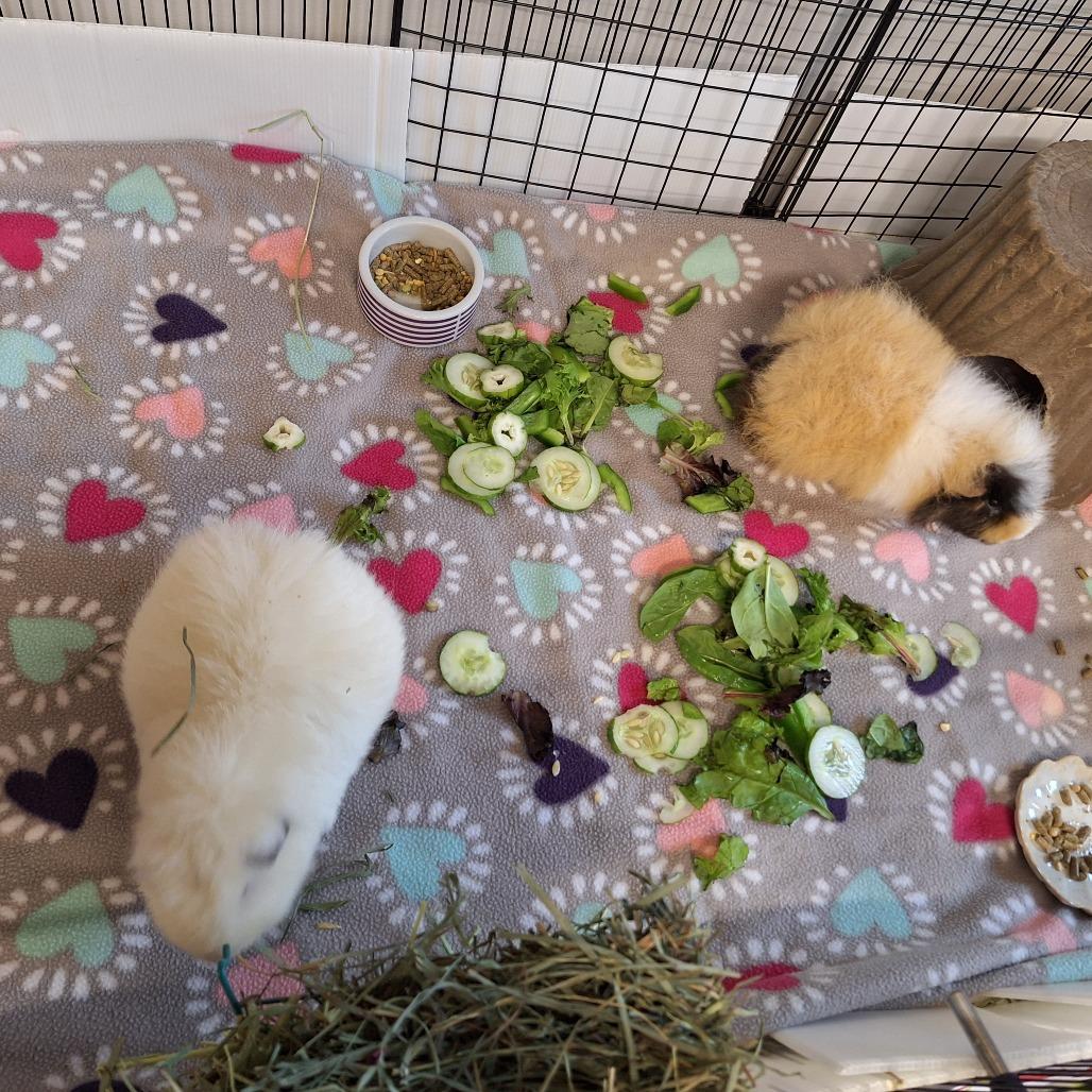 Enlarge Marshmallow, a Adoptable Teddy in Delaware, OH image 4/6