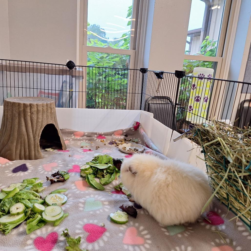 Enlarge Marshmallow, a Adoptable Teddy in Delaware, OH image 5/6