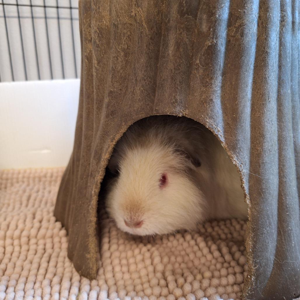 Enlarge Marshmallow, a Adoptable Teddy in Delaware, OH image 6/6