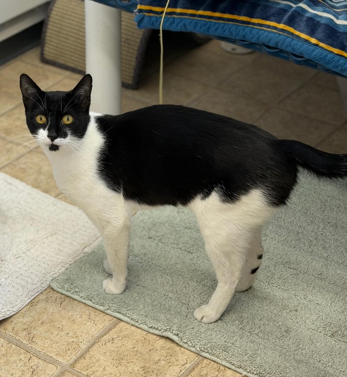 Enlarge Spacey, an adopted Domestic Short Hair in Gardnerville, NV image 1/3