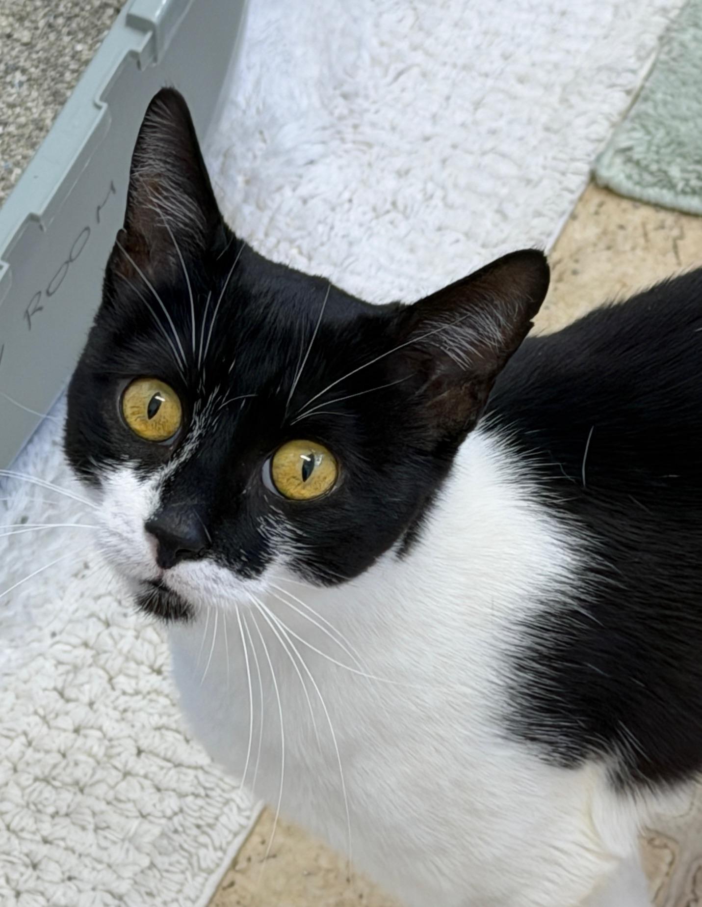 Enlarge Spacey, an adopted Domestic Short Hair in Gardnerville, NV image 2/3