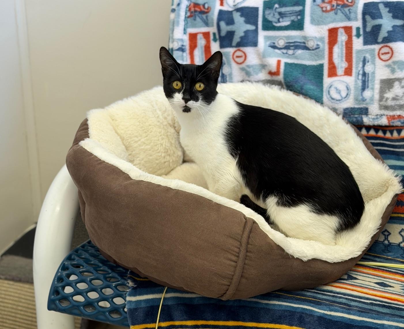 Enlarge Spacey, an adopted Domestic Short Hair in Gardnerville, NV image 3/3