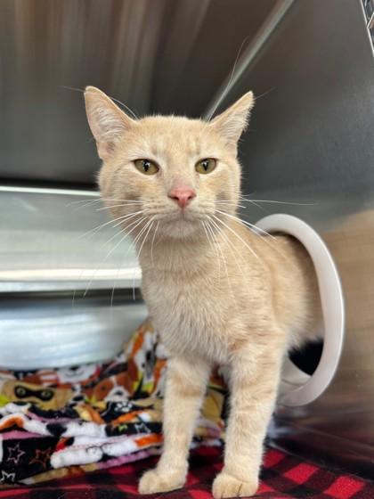 Flacco, ADOPTABLE, Adult Male Domestic Short Hair.