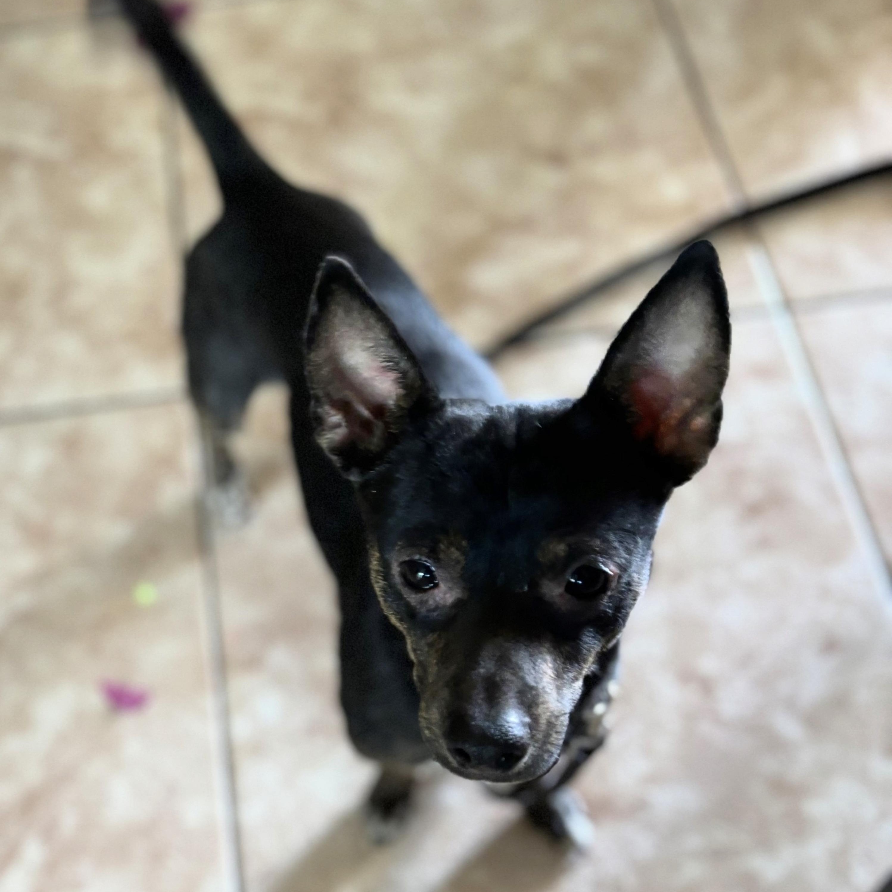 Enlarge Maxx, a ADOPTABLE mixed breed in Phoenix, AZ image 1/1