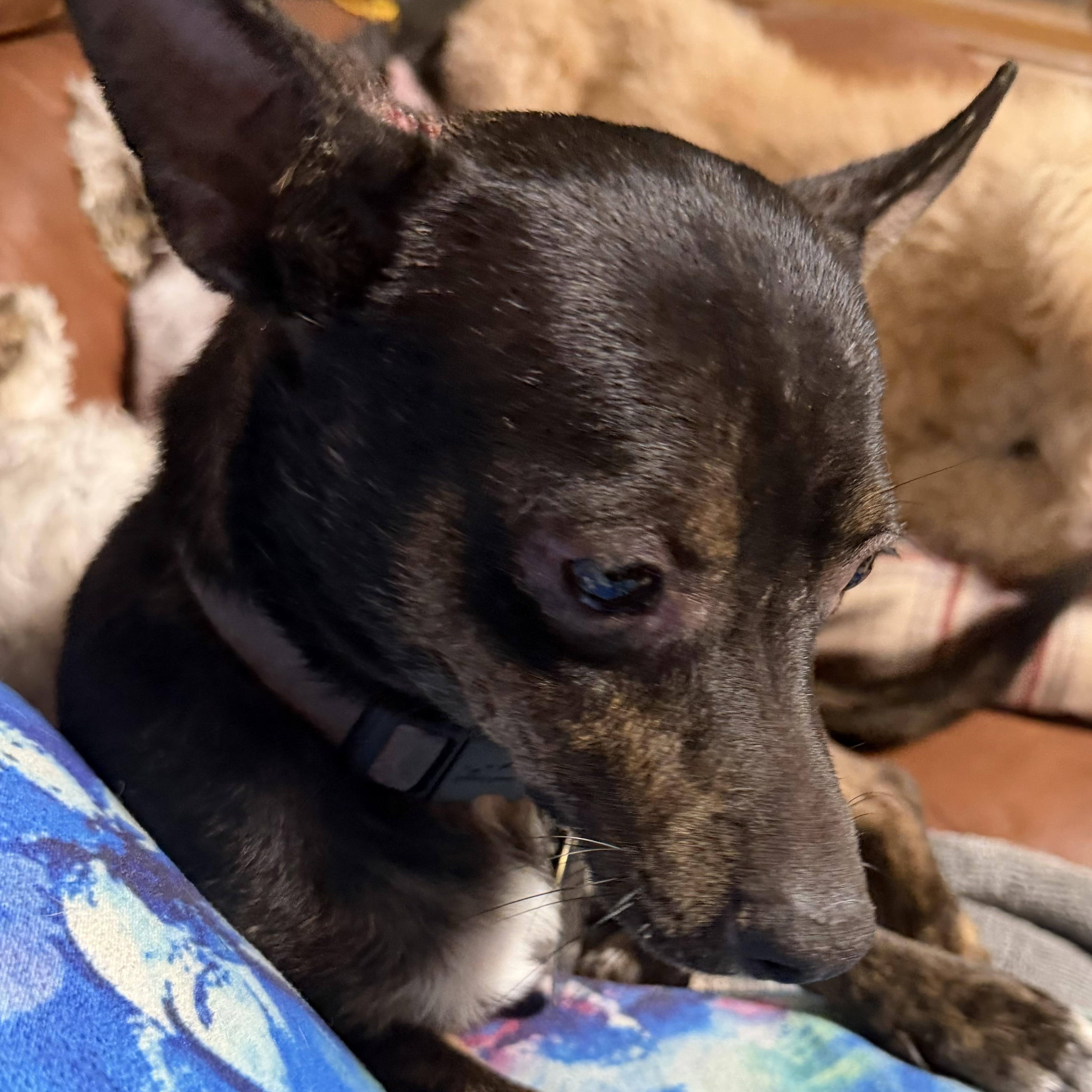 Enlarge Maxx, a ADOPTABLE mixed breed in Phoenix, AZ image 1/1