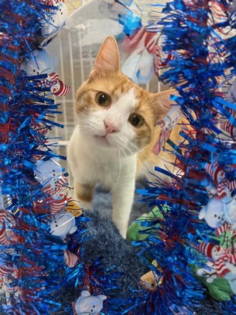 JINSHI, Adoptable, Adult Male Domestic Medium Hair.