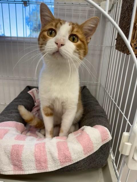 JINSHI, Adoptable, Adult Male Domestic Medium Hair.