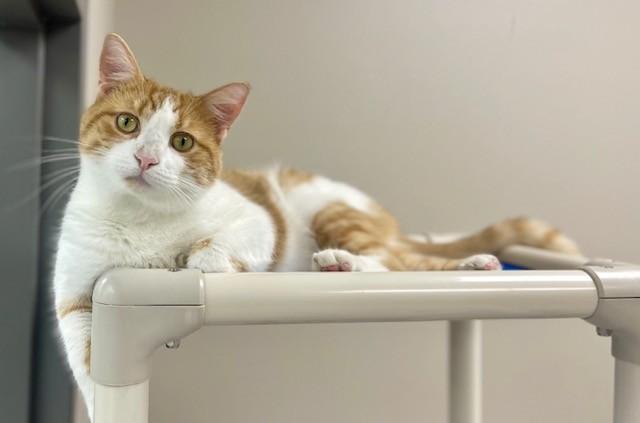 JINSHI, Adoptable, Adult Male Domestic Medium Hair.