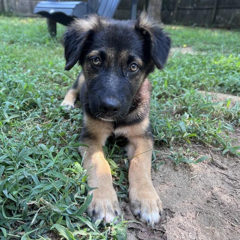 Cannellini Bean, Adoptable, Puppy Female German Shepherd Dog.
