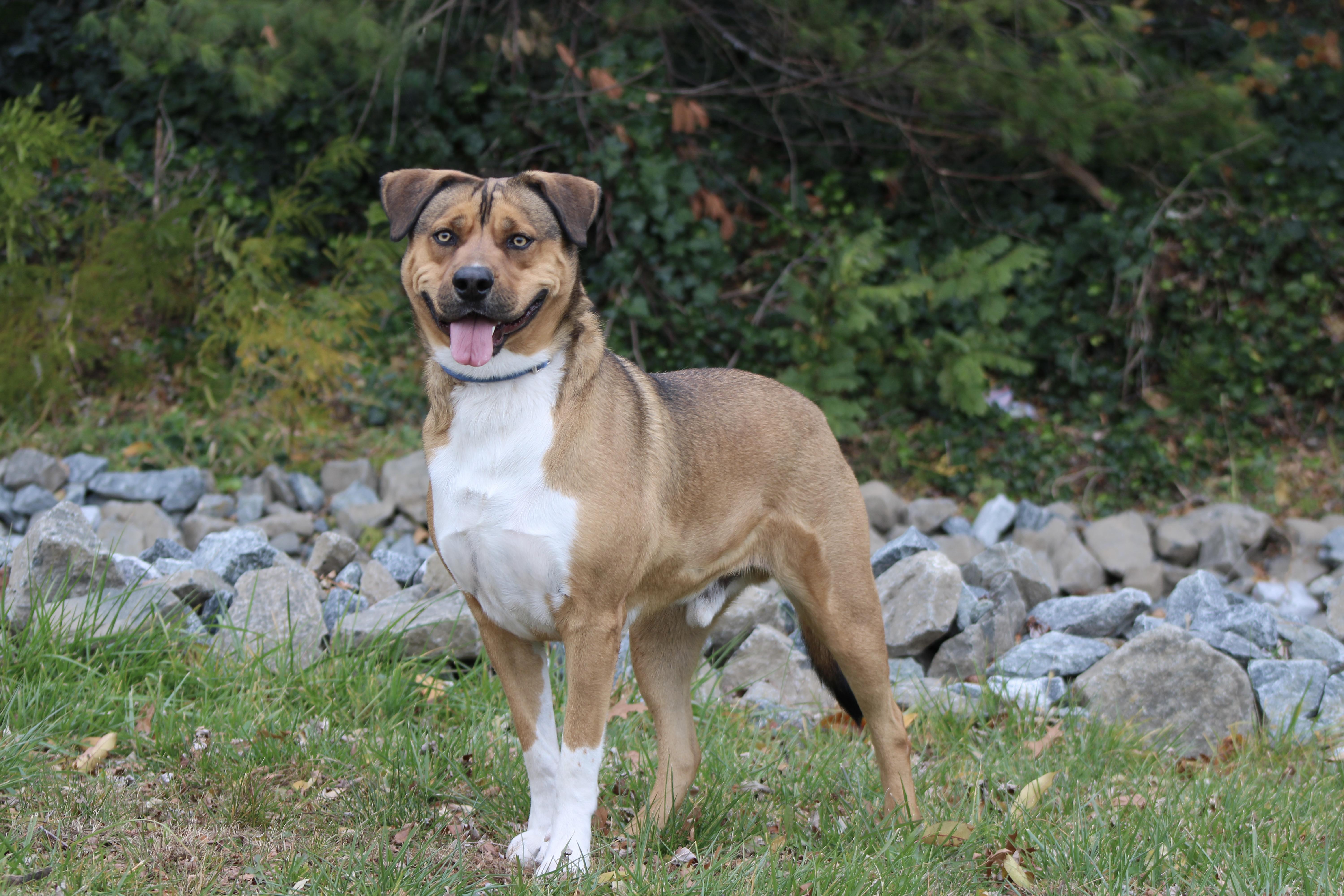 Enlarge Milo, a Adoptable mixed breed in Syosset, NY image 1/1