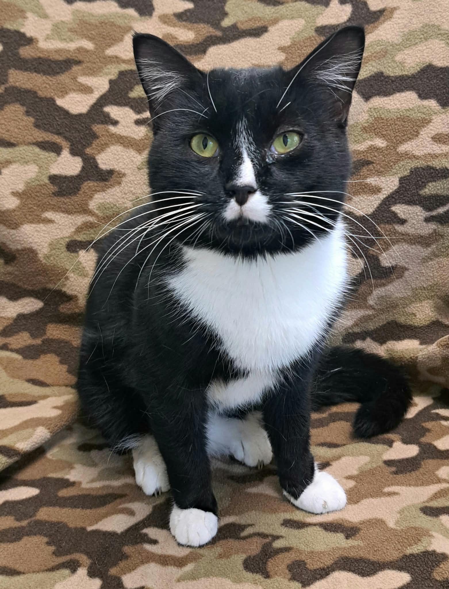 Sylvester, Adoptable, Adult Male Domestic Short Hair.