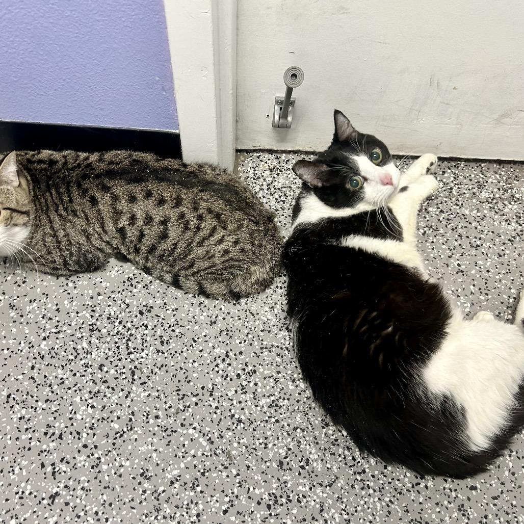 Boss, Adoptable, Senior Male Domestic Short Hair & Domestic Short Hair.