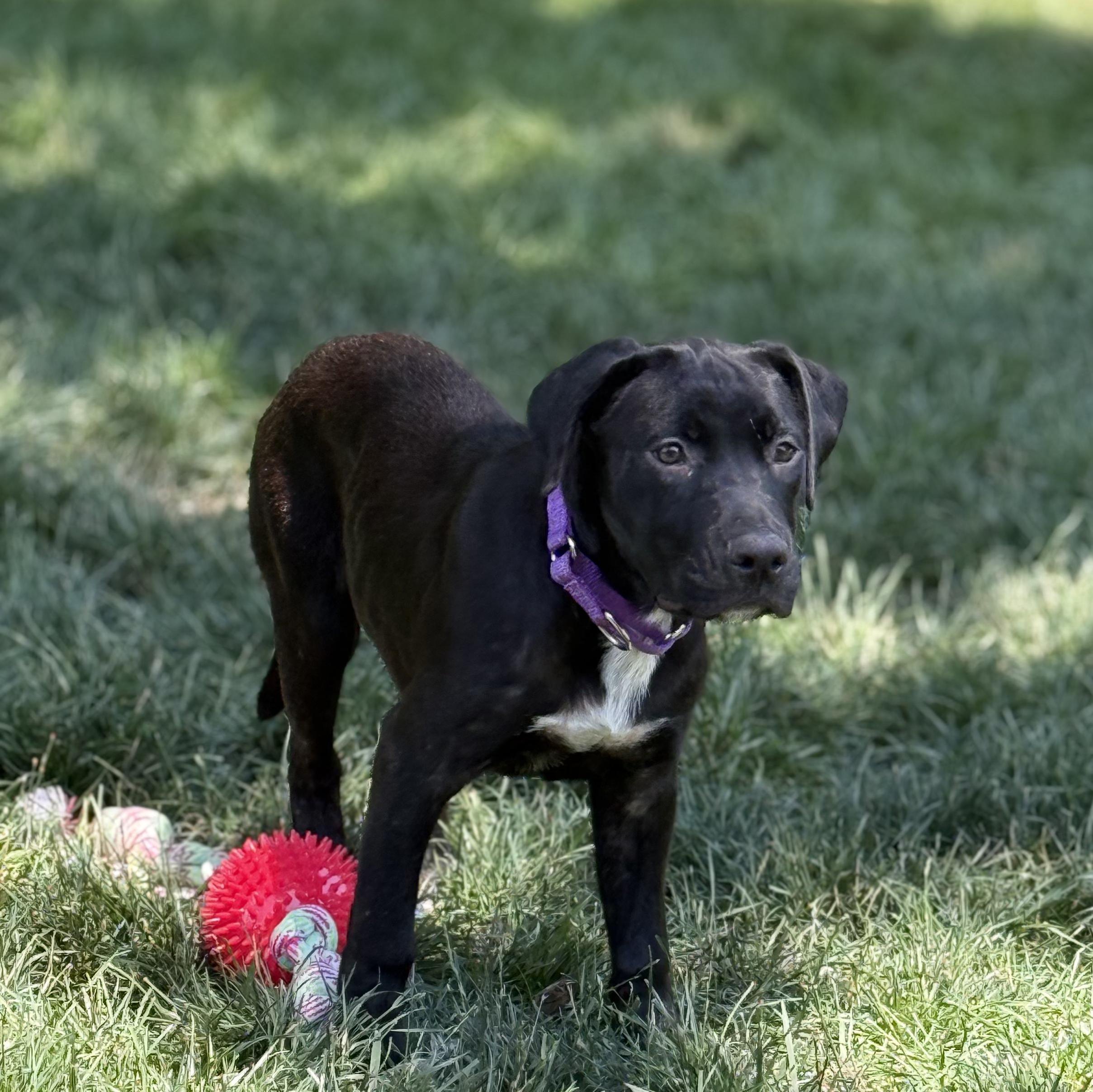Marlin, Adoptable, Puppy Male Black Labrador Retriever.