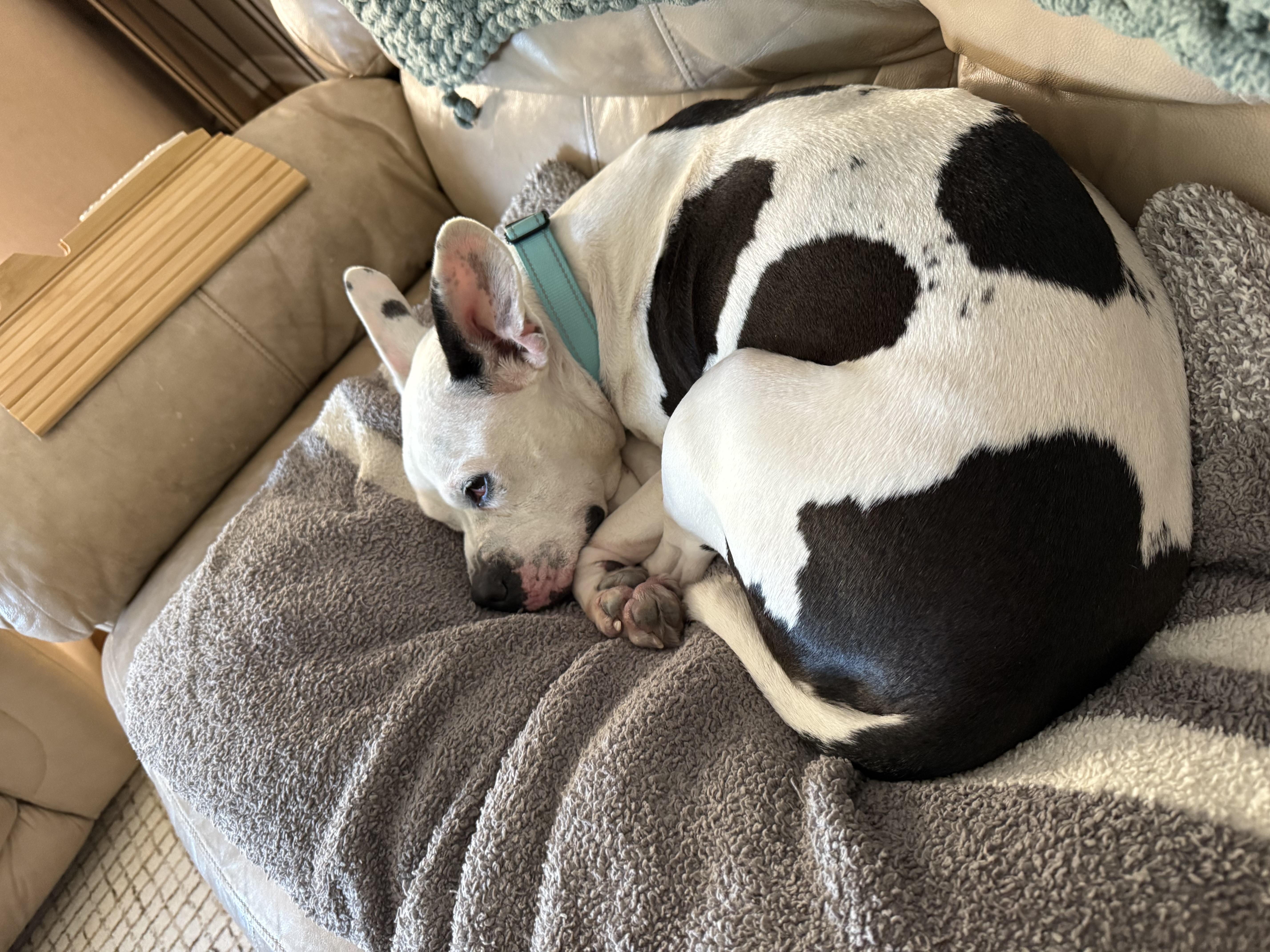 Enlarge Whisper, a ADOPTABLE mixed breed in Warrenville, IL image 3/5