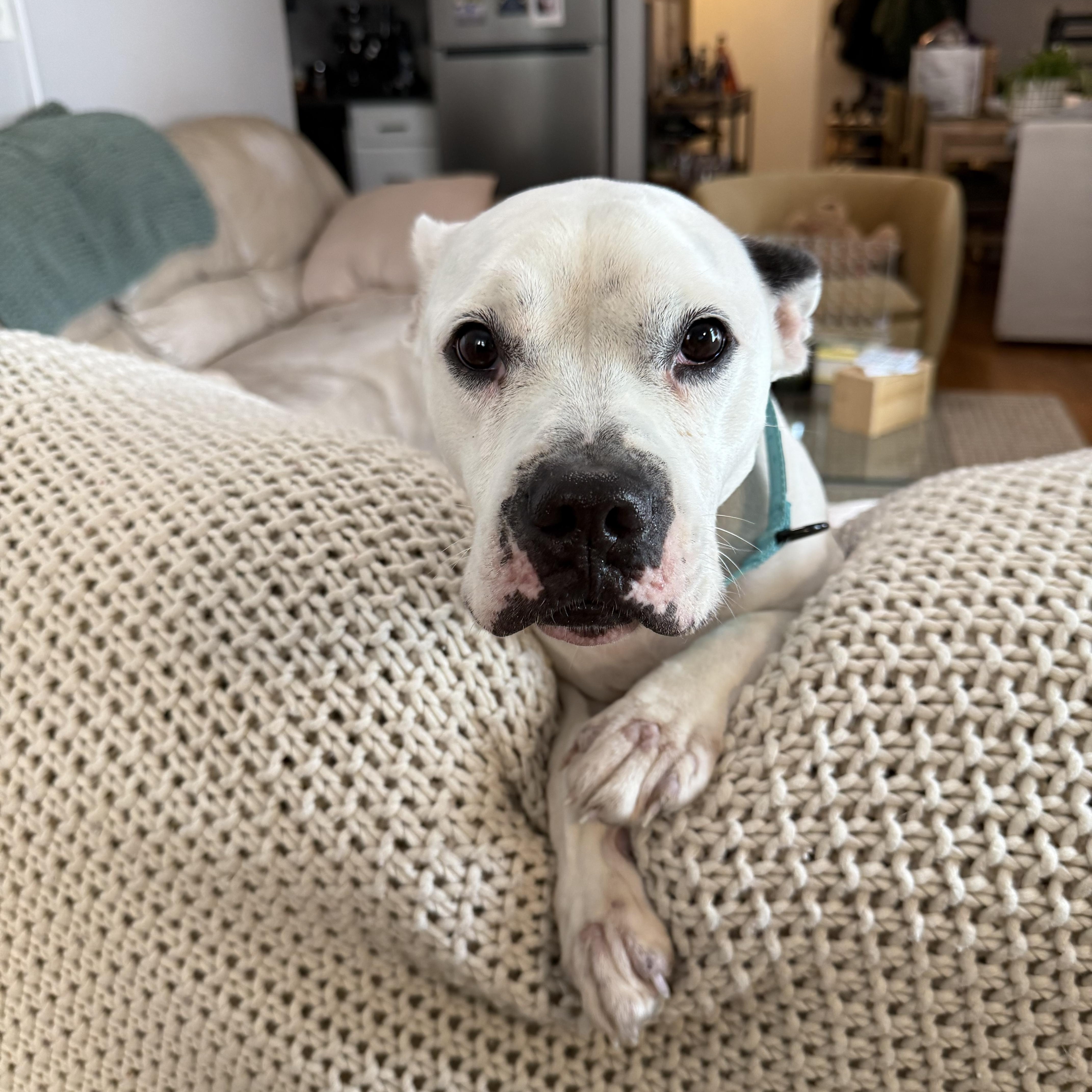Enlarge Whisper, a ADOPTABLE mixed breed in Warrenville, IL image 4/5