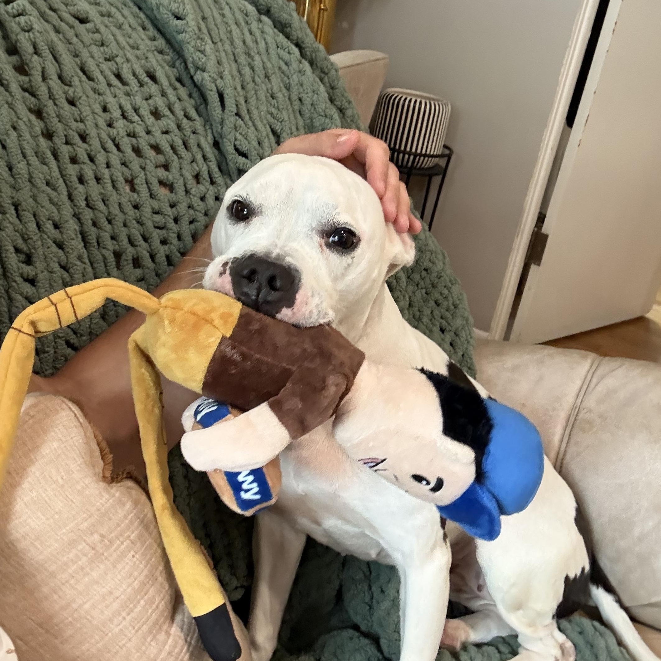 Whisper, ADOPTABLE, Adult Female American Staffordshire Terrier & Pit Bull Terrier.