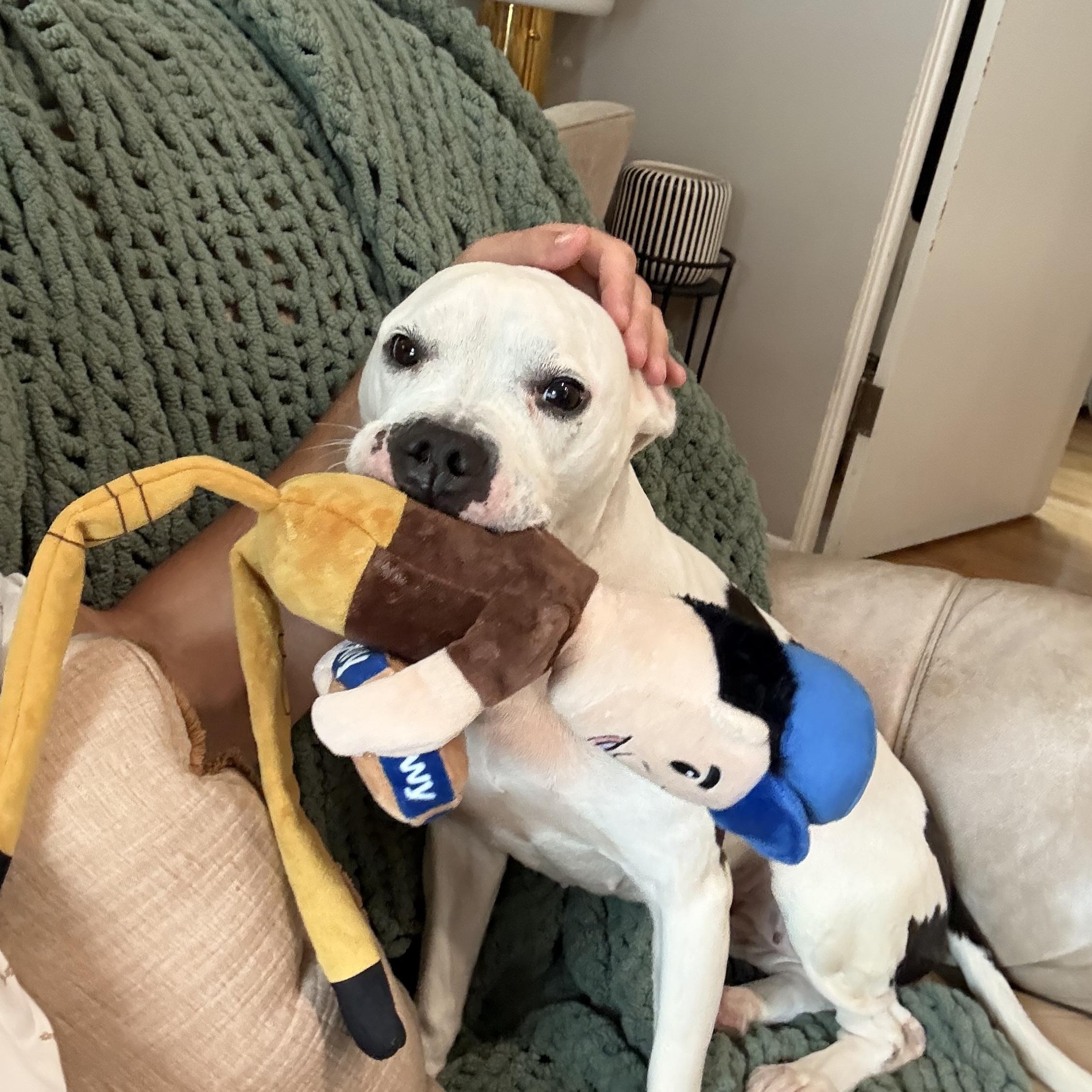 Enlarge Whisper, a ADOPTABLE mixed breed in Warrenville, IL image 1/5