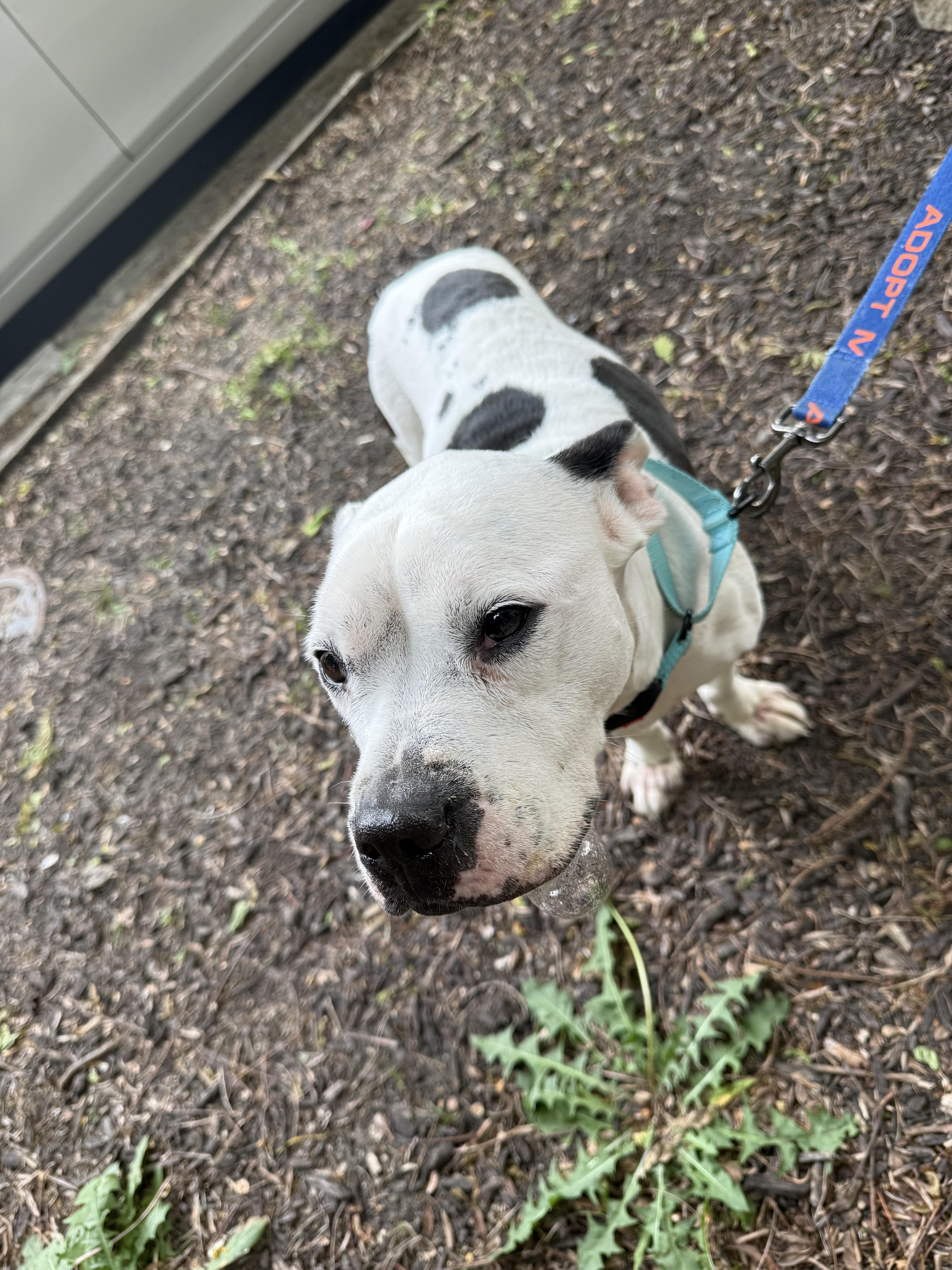 Enlarge Whisper, a ADOPTABLE mixed breed in Warrenville, IL image 5/5