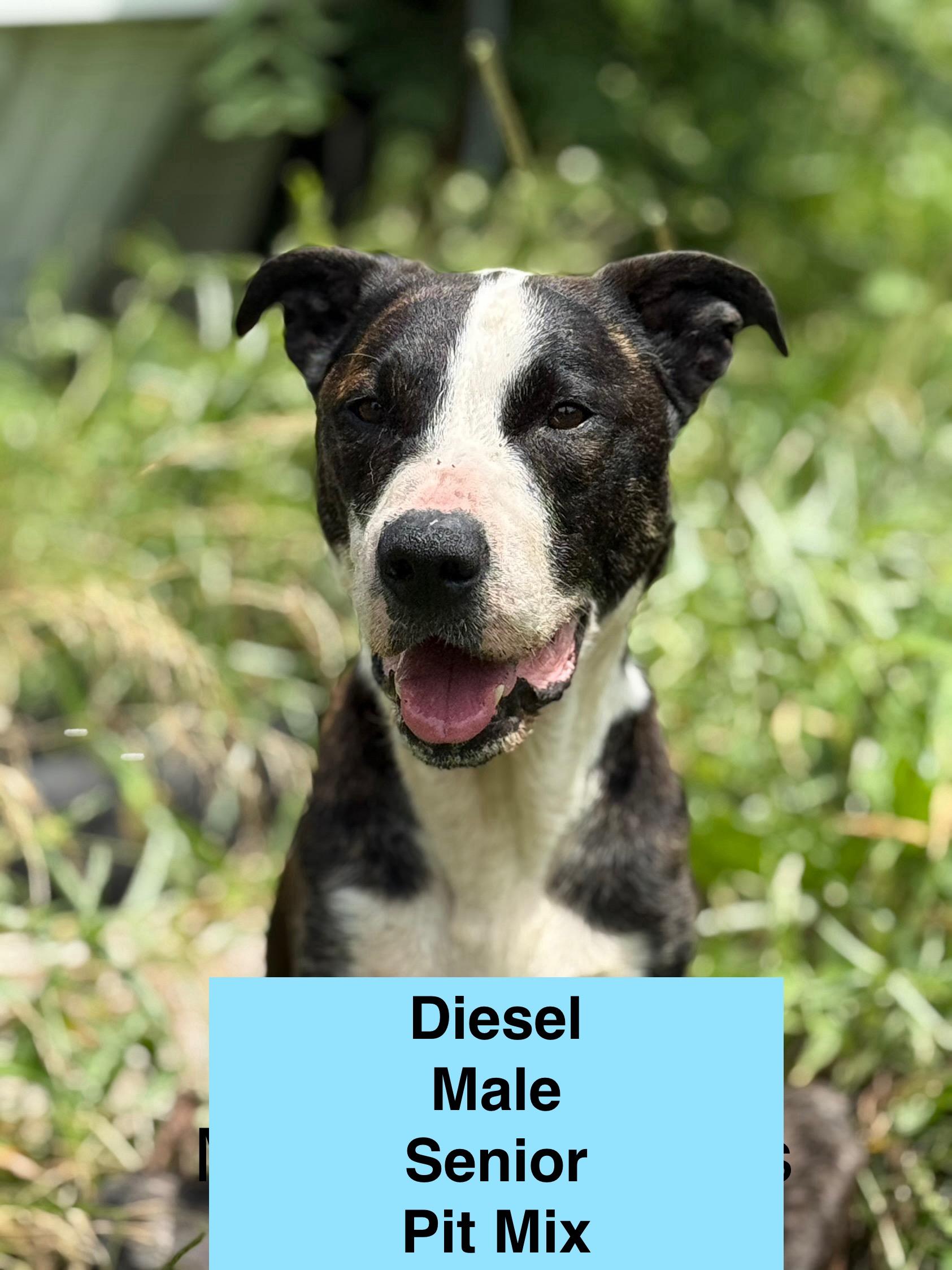 Diesel, Adoptable, Senior Male Pit Bull Terrier.