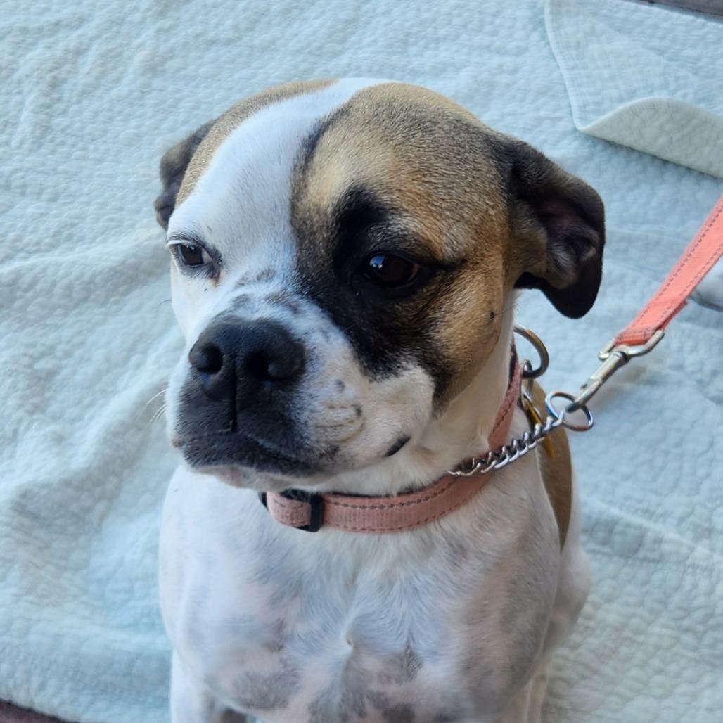 Maybelle (Praline) Dickelman, a Adoptable mixed breed in Las Vegas, NV image 1/4