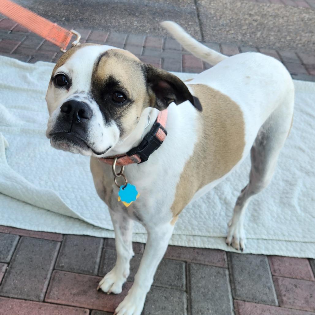 Maybelle (Praline) Dickelman, a Adoptable mixed breed in Las Vegas, NV image 2/4