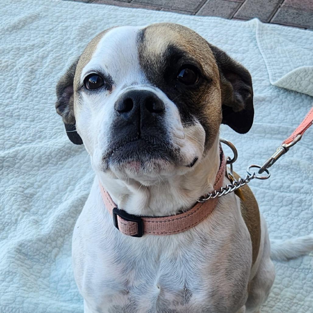 Maybelle (Praline) Dickelman, a Adoptable mixed breed in Las Vegas, NV image 4/4