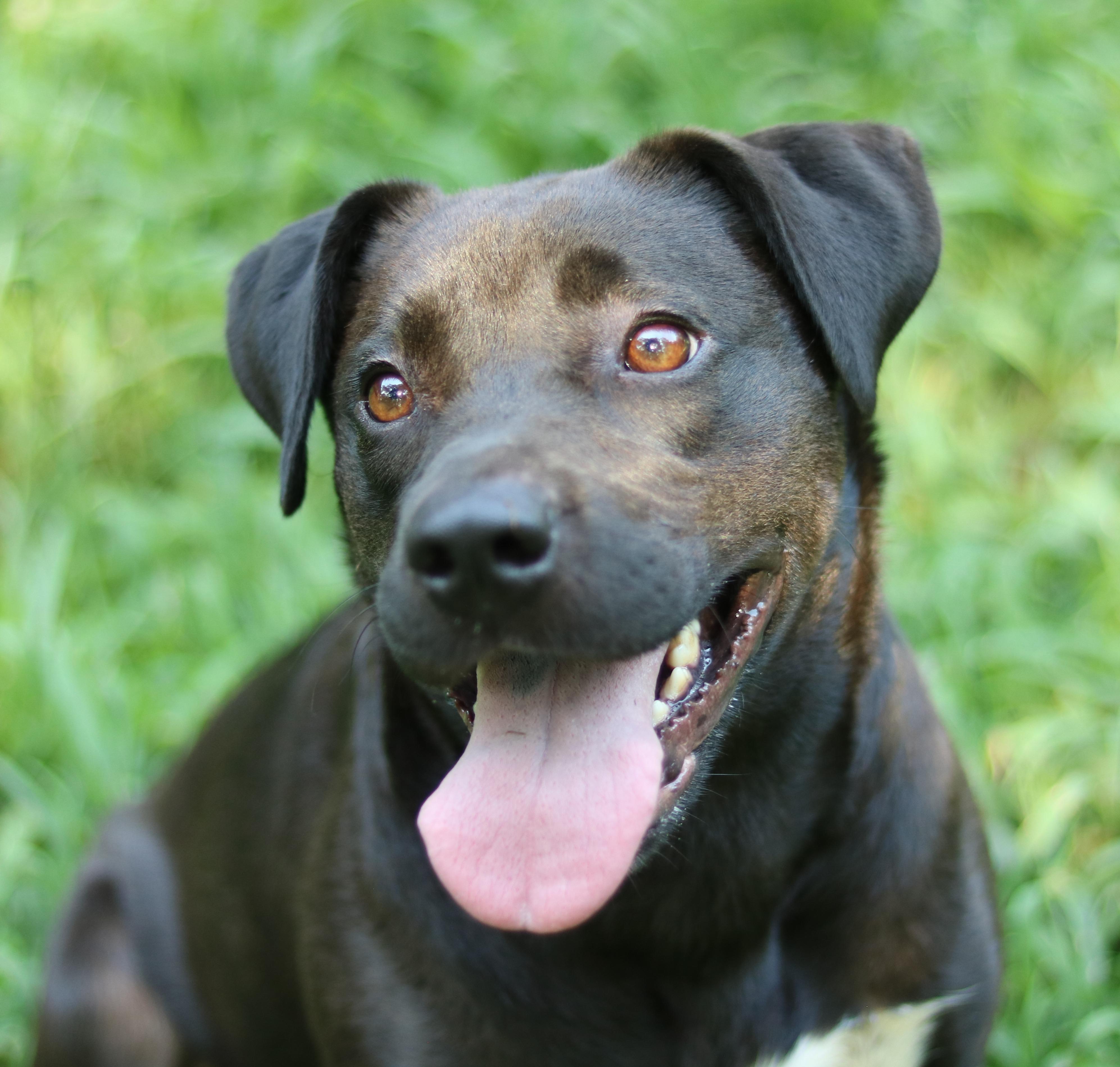 River, ADOPTABLE, Adult Female American Staffordshire Terrier & Australian Cattle Dog / Blue Heeler.