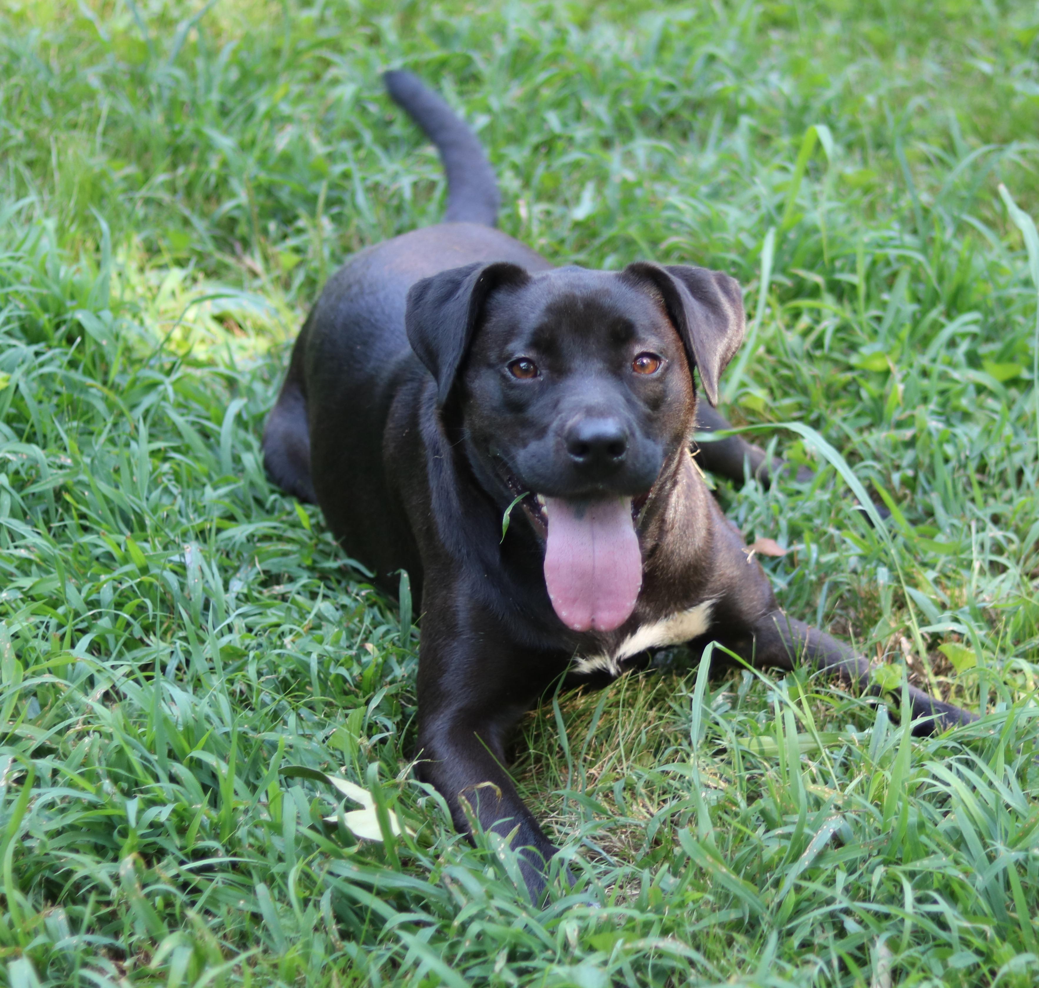 River, a ADOPTABLE mixed breed in Cedartown, GA image 3/5