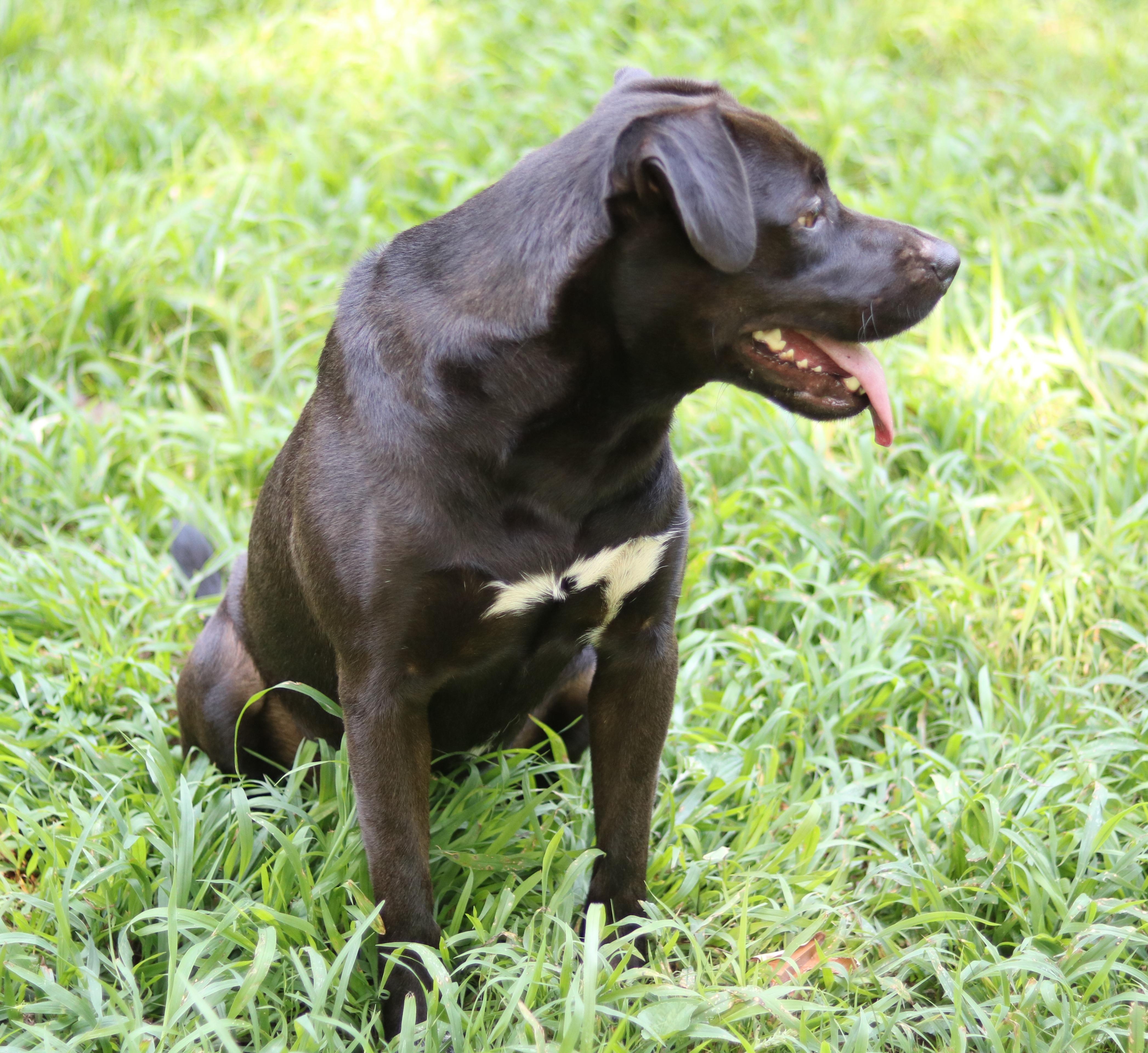 River, a ADOPTABLE mixed breed in Cedartown, GA image 2/5