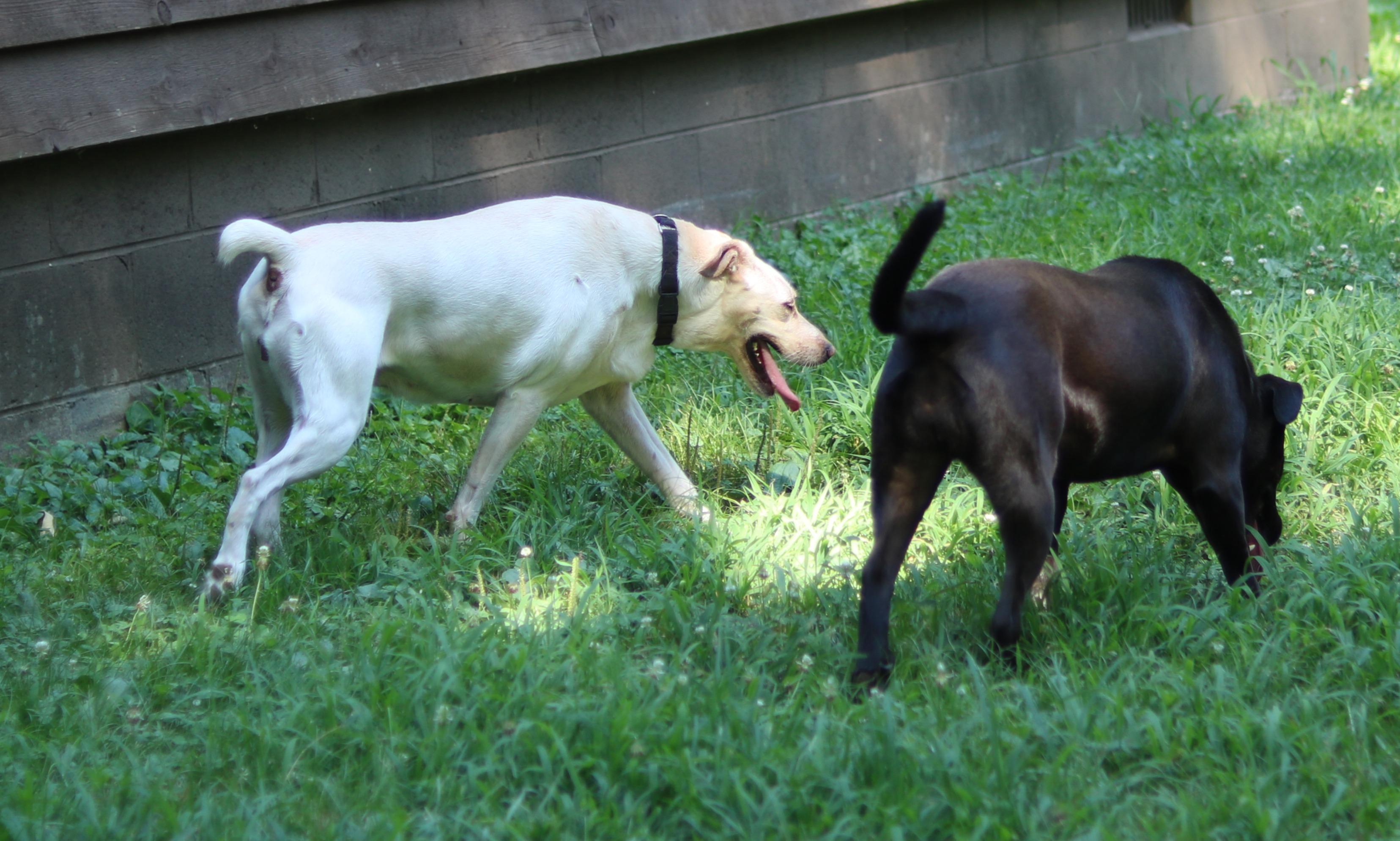 River, a ADOPTABLE mixed breed in Cedartown, GA image 5/5
