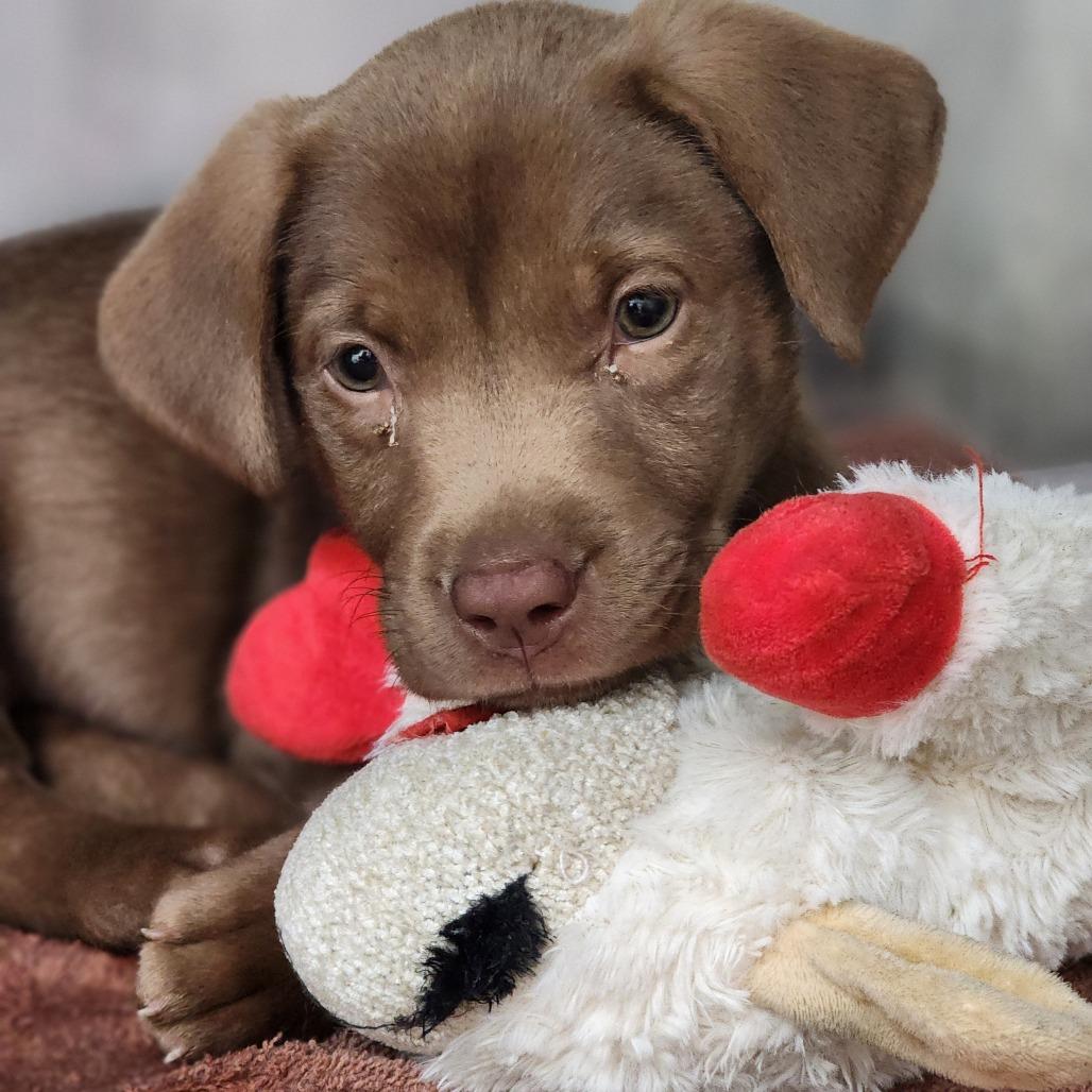 Enlarge Junie, an adopted mixed breed in Shermans Dale, PA image 2/2