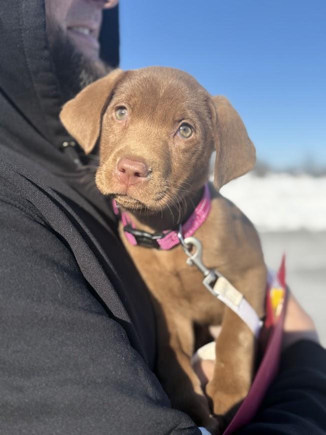 Enlarge Junie, an adopted mixed breed in Shermans Dale, PA image 1/2