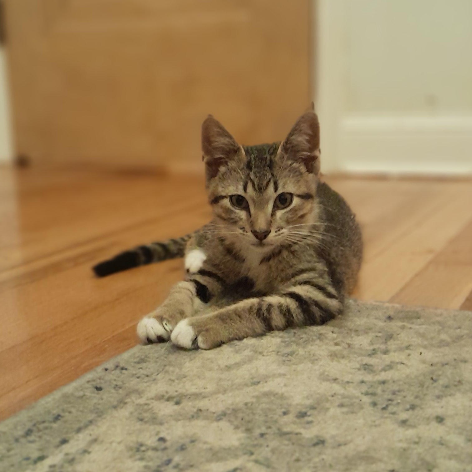 Enlarge James, a Adoptable Tabby in Minneapolis, MN image 1/2